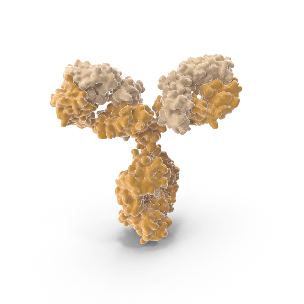 [LY-31303ES92] Hieff® Double-Block anti-Taq DNA Polymerase Antibody Taq -10mg