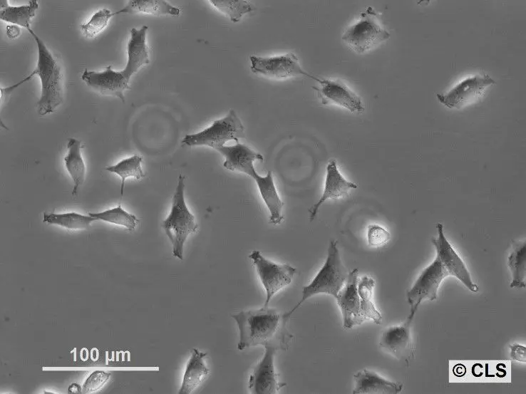 [GEN500672-MA] NRK-4xlambdaN22-3xmEGFP-M9 Cells